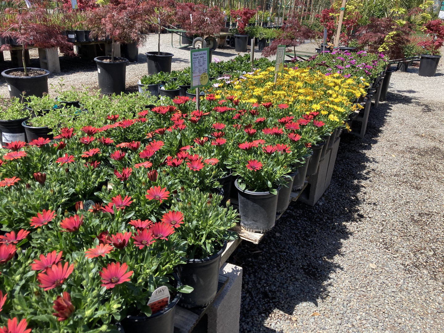 Benches of seasonal flowering color at Calaveras Nursery