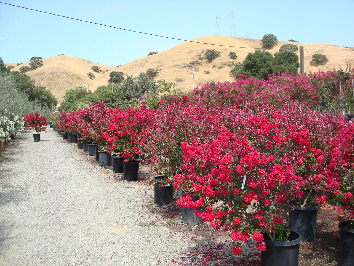Rows of flowering crape myrtles at Calaveras Nursery beneath the golden Sunol hills
