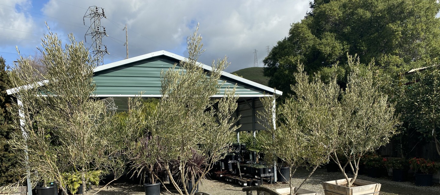The Calaveras Nursery yard with boxed olive trees in front of the nursery building