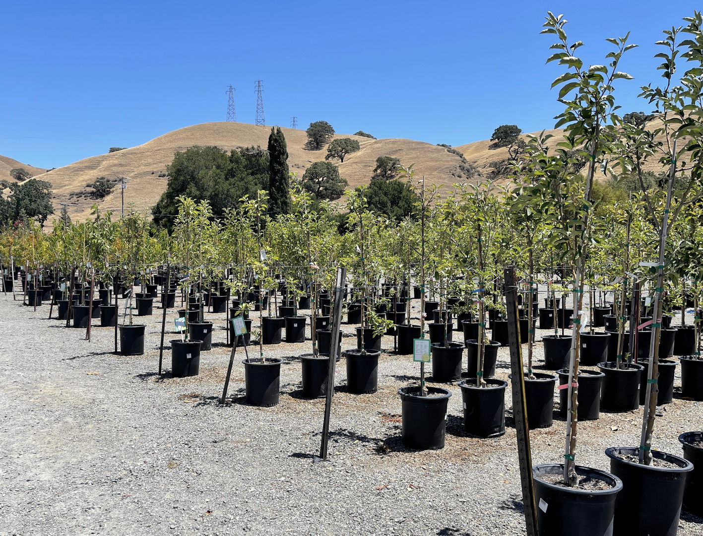 Rows of young fruit trees at Calaveras Nursery with the Sunol hills behind